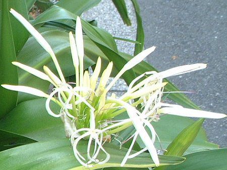 �N���i��(Crinum)