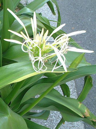 �N���i��(Crinum)