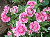�_�C�A���T�X(Dianthus)