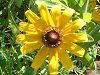 ���h�x�L�A��q���^(Rudbeckia hirta)