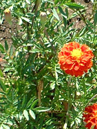 �w���N���T��(Helichrysum)