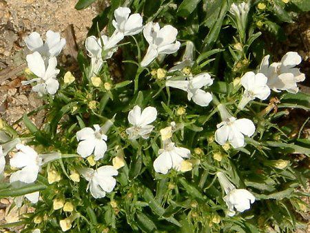 ���x���A(Lobelia)���ԕi��