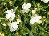 ���x���A(Lobelia)���ԕi��