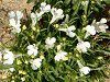 ���x���A(Lobelia)���ԕi��