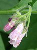 �R���t���[(Comfrey)