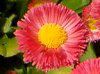 �f�[�W�[(Daisy)