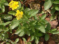 �����^�i(Lantana)