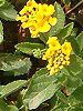 �����^�i(Lantana)