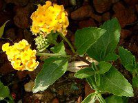 �����^�i(Lantana)