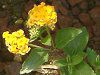 �����^�i(Lantana)