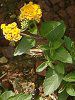 �����^�i(Lantana)