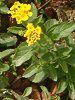 �����^�i(Lantana)