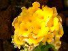 �����^�i(Lantana)