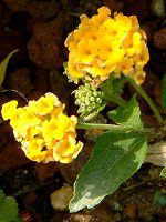 �����^�i(Lantana)