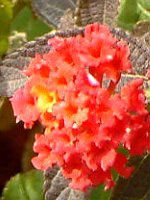 �����^�i(Lantana)