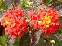 �����^�i(Lantana)