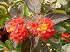 �����^�i(Lantana)