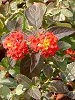 �����^�i(Lantana)