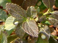 �����^�i(Lantana)
