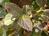 �����^�i(Lantana)