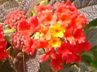 �����^�i(Lantana)