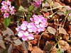 �R�o�m�����^�i(���t��Lantana)