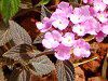 �R�o�m�����^�i(���t��Lantana)