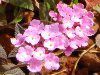 �R�o�m�����^�i(���t��Lantana)