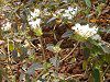 �R�o�m�����^�i(���t��Lantana)