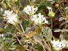 �R�o�m�����^�i(���t��Lantana)