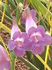 �W���J�����_�E�v�x�����~�J���[�o(Jacaranda puberula�~J. caroba)-�Ԕ�2004�̉�(�p�V�t�B�b�N�E�t���[��)