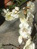 �t�@���m�v�V�X(Phalaenopsis)