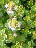 �^�C�� '�������o���G�Q�C�e�b�h'(Thymus lemon variegated)-�Ԕ�2004�̉�(�p�V�t�B�b�N�E�t���[��)