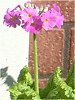 �v�������E�I�u�R�j�J(Primula obconica)