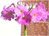 �v�������E�I�u�R�j�J(Primula obconica)