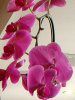 �t�@���m�v�V�X(Phalaenopsis)