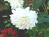 �_���A(Dahlia)