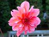 �_���A(Dahlia)