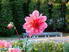 �_���A(Dahlia)