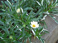 �K�U�j�A(Gazania)