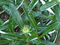 �K�U�j�A(Gazania)