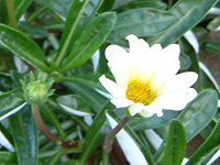 �K�U�j�A(Gazania)