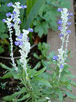 �u���[�T���r�A(Blue salvia)