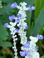 �u���[�T���r�A(Blue salvia)