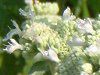 �}�E���e���~���g(Mountain mint)
