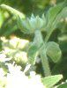 �}�E���e���~���g(Mountain mint)