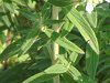 �}�E���e���~���g(Mountain mint)