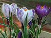�N���b�J�X(Crocus)