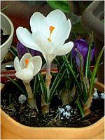 �N���b�J�X(Crocus)