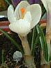 �N���b�J�X(Crocus)